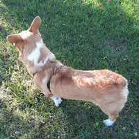 Bandit, a male Pembroke Welsh Corgi for sale in Mansfield, MO – Photo 3 of 8
