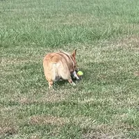 Bandit, a male Pembroke Welsh Corgi for sale in Mansfield, MO – Photo 5 of 8