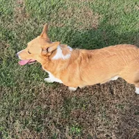 Bandit, a male Pembroke Welsh Corgi for sale in Mansfield, MO – Photo 7 of 8
