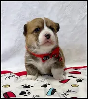 Gordie, a male Pembroke Welsh Corgi for sale in Mansfield, MO – Photo 3 of 7