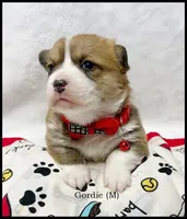 Gordie, a male Pembroke Welsh Corgi for sale in Mansfield, MO – Photo 7 of 7