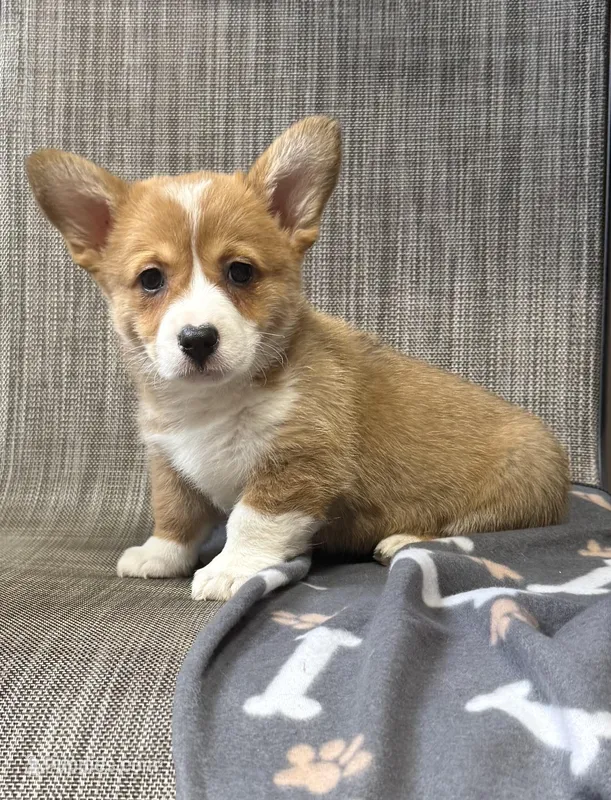 Gordie – Pembroke Welsh Corgi puppy for sale in Mansfield, MO
