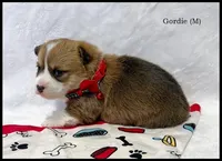 Gordie, a male Pembroke Welsh Corgi for sale in Mansfield, MO – Photo 5 of 7