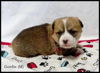 Gordie, a male Pembroke Welsh Corgi for sale in Mansfield, MO – Photo 4 of 7
