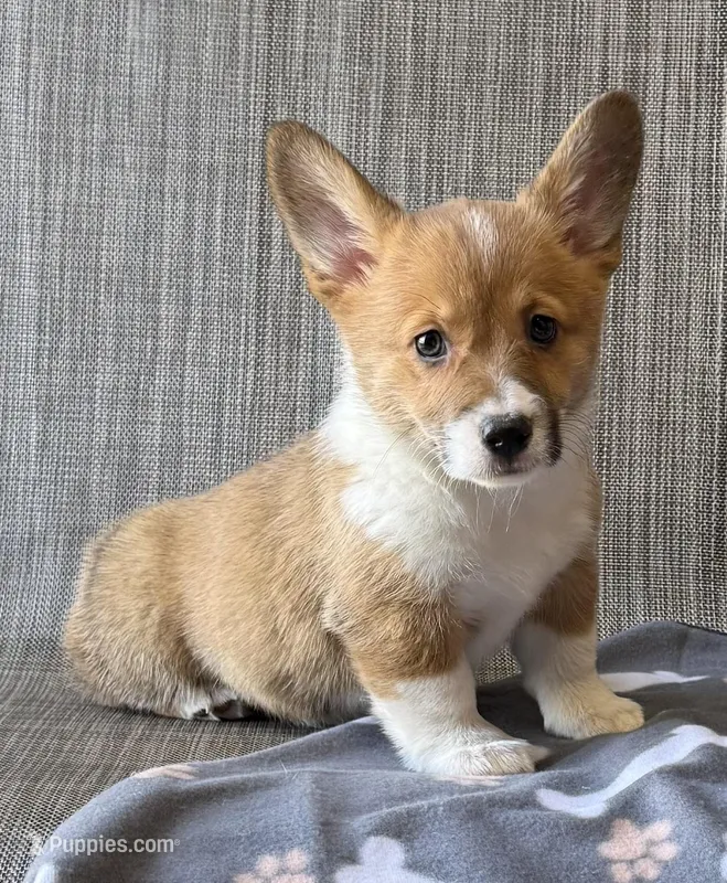Millie – Pembroke Welsh Corgi puppy for sale in Mansfield, MO