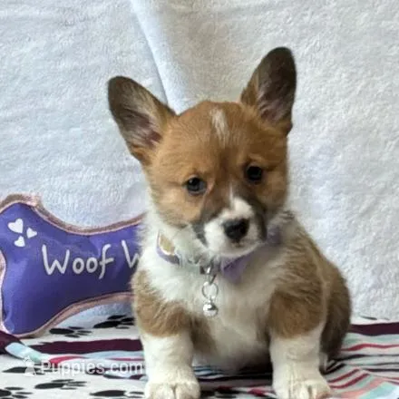 Millie – Pembroke Welsh Corgi puppy for sale in Mansfield, MO