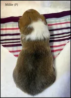 Millie, a female Pembroke Welsh Corgi for sale in Mansfield, MO – Photo 5 of 5