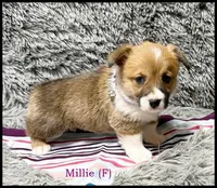Millie, a female Pembroke Welsh Corgi for sale in Mansfield, MO – Photo 3 of 5
