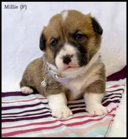 Millie, a female Pembroke Welsh Corgi for sale in Mansfield, MO – Photo 4 of 5