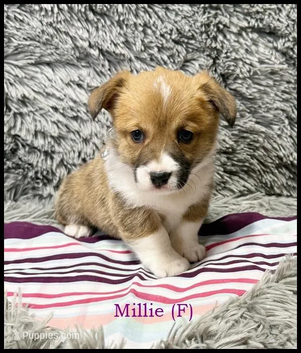 Millie – Pembroke Welsh Corgi puppy for sale in Mansfield, MO