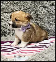 Millie, a female Pembroke Welsh Corgi for sale in Mansfield, MO – Photo 2 of 5