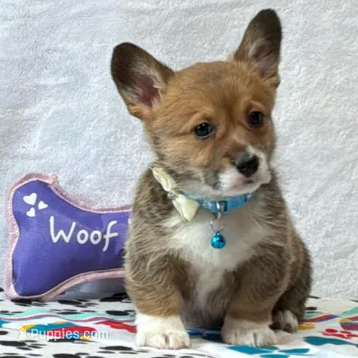 Cocoa – Pembroke Welsh Corgi puppy for sale in Mansfield, MO