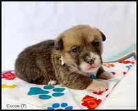 Cocoa, a female Pembroke Welsh Corgi for sale in Mansfield, MO – Photo 4 of 5