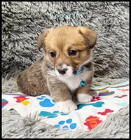 Cocoa, a female Pembroke Welsh Corgi for sale in Mansfield, MO – Photo 2 of 5