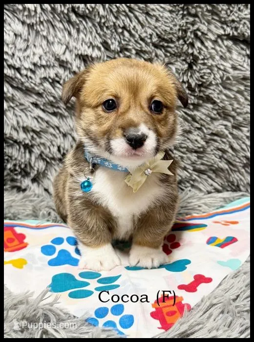 Cocoa – Pembroke Welsh Corgi puppy for sale in Mansfield, MO
