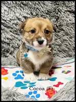 Cocoa, a female Pembroke Welsh Corgi for sale in Mansfield, MO – Photo 1 of 5