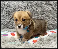 Cocoa, a female Pembroke Welsh Corgi for sale in Mansfield, MO – Photo 3 of 5