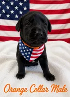 Alfonzo , a male Labrador Retriever for sale in Frostproof, FL – 1 of 1