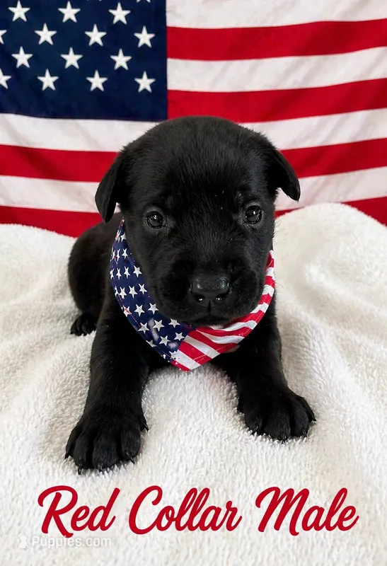 Squirt – Labrador Retriever puppy for sale in Frostproof, FL