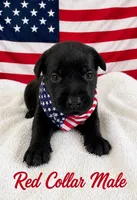 Squirt, a male Labrador Retriever for sale in Frostproof, FL – 1 of 1