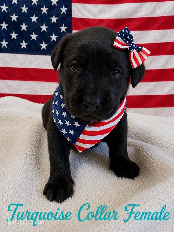 Bianca – Labrador Retriever puppy for sale in Frostproof, FL