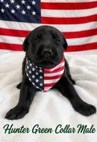 Griffin, a male Labrador Retriever for sale in Frostproof, FL – 1 of 1