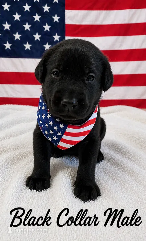 Theo – Labrador Retriever puppy for sale in Frostproof, FL