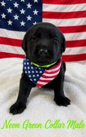 Mater, a male Labrador Retriever for sale in Frostproof, FL – 1 of 1