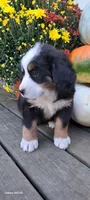 Diamond Queen , a female Bernese Mountain Dog for sale in Charles City, IA – 3 of 10