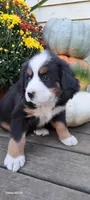 Diamond Queen , a female Bernese Mountain Dog for sale in Charles City, IA – 6 of 10