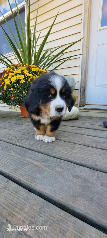 Hazel Nut – Bernese Mountain Dog puppy for sale in Charles City, IA