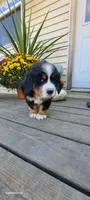 Hazel Nut, a female Bernese Mountain Dog for sale in Charles City, IA – 1 of 10
