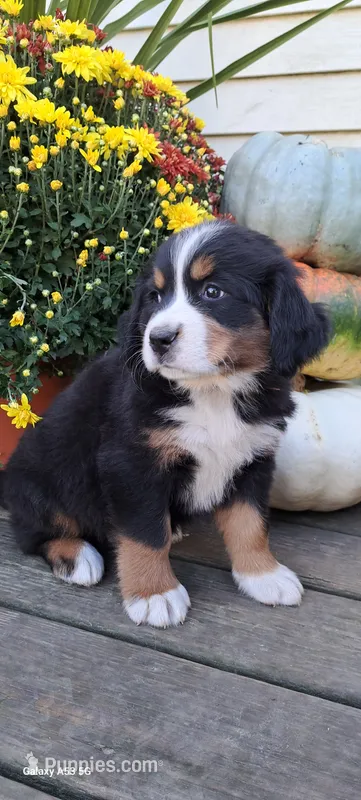 Honeycomb  – Bernese Mountain Dog puppy for sale in Charles City, IA