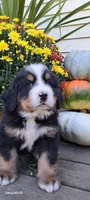 Brich Bark, a male Bernese Mountain Dog for sale in Charles City, IA – 2 of 10