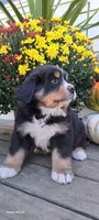 Acorn sir, a male Bernese Mountain Dog for sale in Charles City, IA – 10 of 10