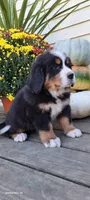 Hazel Nut, a female Bernese Mountain Dog for sale in Charles City, IA – 10 of 10