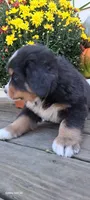 Acorn sir, a male Bernese Mountain Dog for sale in Charles City, IA – 5 of 10