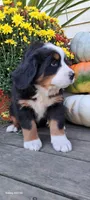 Autumn Blaze , a female Bernese Mountain Dog for sale in Charles City, IA – 9 of 10