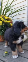 Copper Bro, a male Bernese Mountain Dog for sale in Charles City, IA – 8 of 10