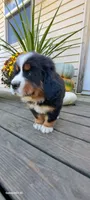 Hazel Nut, a female Bernese Mountain Dog for sale in Charles City, IA – 2 of 10