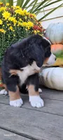 Autumn Blaze , a female Bernese Mountain Dog for sale in Charles City, IA – 4 of 10