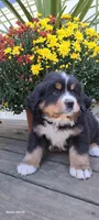 Acorn sir, a male Bernese Mountain Dog for sale in Charles City, IA – 4 of 10