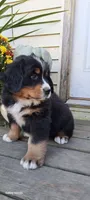 Copper, a male Bernese Mountain Dog for sale in Charles City, IA – 6 of 7