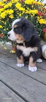 Maple leaf 🍁 , a female Bernese Mountain Dog for sale in Charles City, IA – 4 of 10