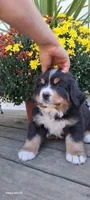 Acorn sir, a male Bernese Mountain Dog for sale in Charles City, IA – 7 of 10