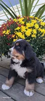 Acorn sir, a male Bernese Mountain Dog for sale in Charles City, IA – 8 of 10