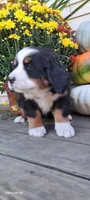 Autumn Blaze , a female Bernese Mountain Dog for sale in Charles City, IA – 1 of 10