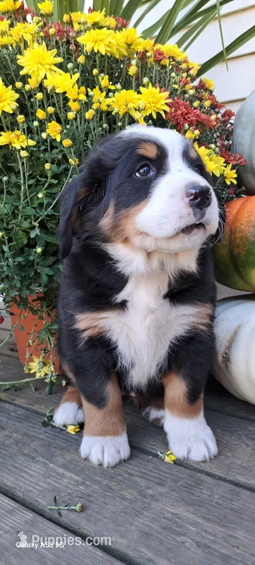 Autumn Blaze  – Bernese Mountain Dog puppy for sale in Charles City, IA