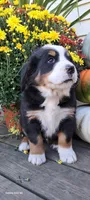 Autumn Blaze , a female Bernese Mountain Dog for sale in Charles City, IA – 7 of 10