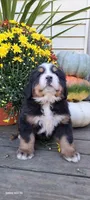 Brich Bark, a male Bernese Mountain Dog for sale in Charles City, IA – 7 of 10